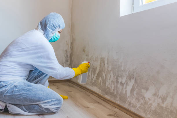 Licensed Mold Remediation service in Mebane, NC - WQB Mold Removal