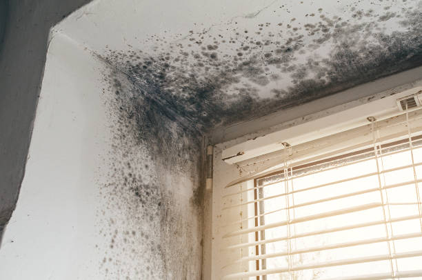 Affordable Mold Remediation solutions in Mebane, NC